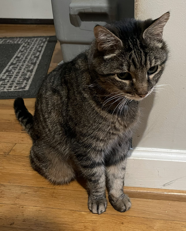 The Cat Hospital of Durham & Chapel Hill