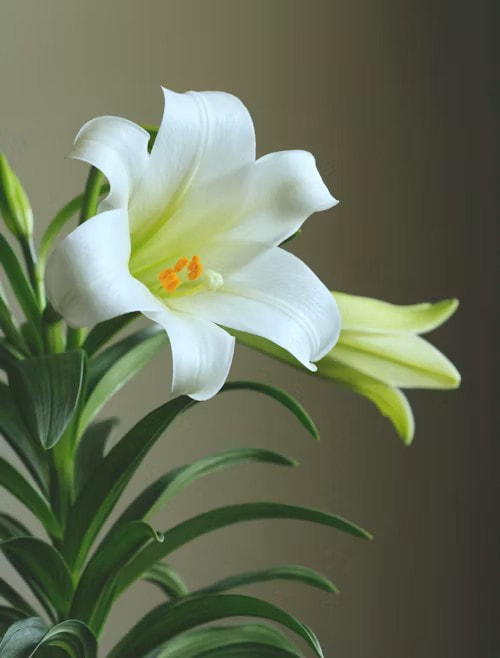Lilies are toxic to cats